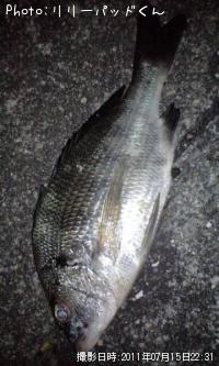 同じく カイズ俊樹(笑)