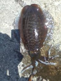 �����ꥤ��