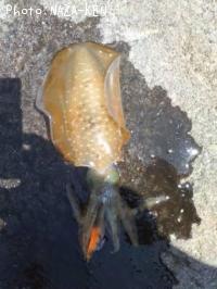 �����ꥤ��