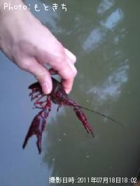 ����ꥫ���ꥬ��