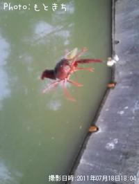 ����ꥫ���ꥬ��