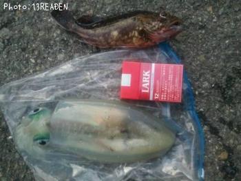 ¥¢¥ª¥ê¥¤¥«