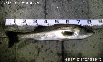 シーバス