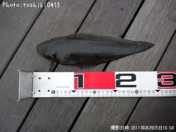 ¥·¥¿¥Ó¥é¥á