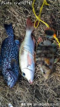 ¥ß¡¼¥Ð¥¤¡¦¥¯¥Á¥Ê¥¸¡¦¥Ò¥í¥µ¡¼