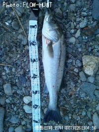 ¥·¡¼¥Ð¥¹¡¼