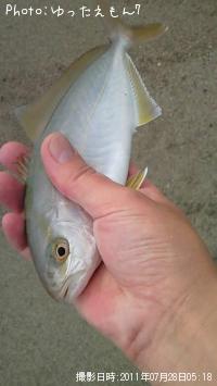 ¥«¥ó¥Ñ¥Á¤Î»Ò