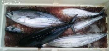 ¥Û¥ó¥¬¥Ä¥ª