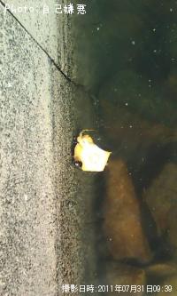 �����˥ϥ�