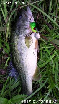 ブラックバス