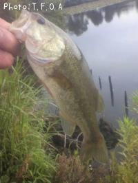 �֥�å��Х�