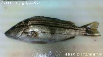 ���ޥ�����