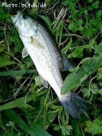 �֥�å��Х�