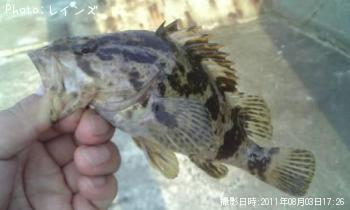 ¥¿¥±¥Î¥³¥á¥Ð¥ë