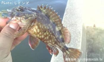 ¥«¥µ¥´