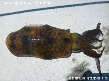 �����ꥤ��