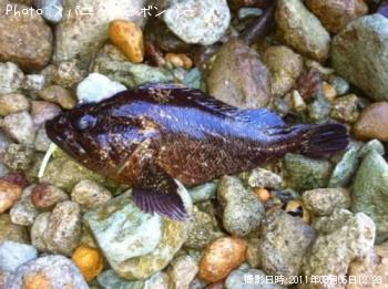 ��饽��