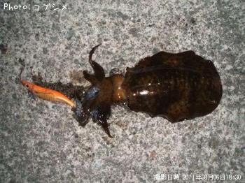 ¥¢¥ª¥ê¥¤¥«