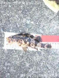 ¥¿¥±¥Î¥³¥á¥Ð¥ë