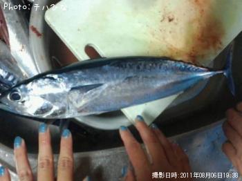 ¥½¥¦¥À¥¬¥Ä¥ª¡¡¥Þ¥ë