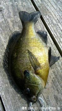 �֥롼����