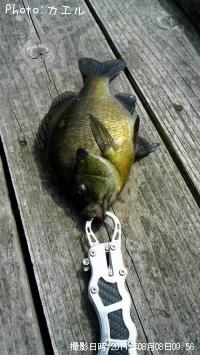 �֥롼����