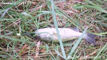 ¥Ö¥é¥Ã¥¯¥Ð¥¹