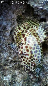 �����ߡ��Х�