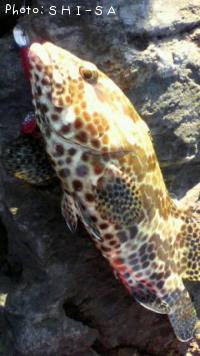 �����ߡ��Х�