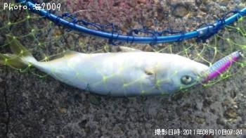 �����å�