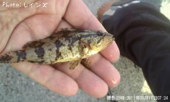 ¥¿¥±¥Î¥³¥á¥Ð¥ë