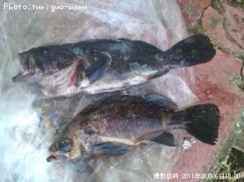 ¥½¥¤¡¡¥á¥Ð¥ë