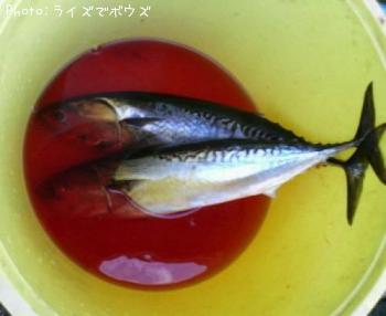 ���������ĥ�