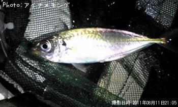 アジ