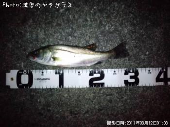 シーバス