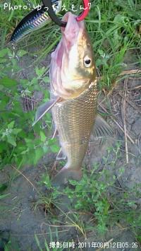 ¥Ë¥´¥¤