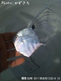 �ʤ������