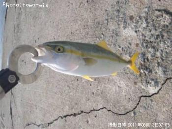 �����å�