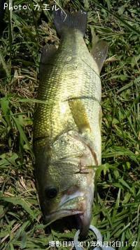 �֥�å��Х�