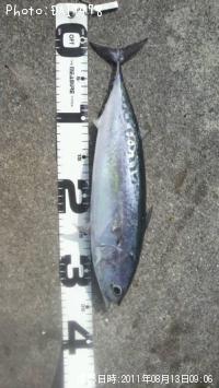 ���������ĥ�