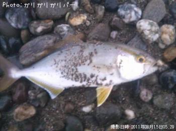 ����ѥ����յ�