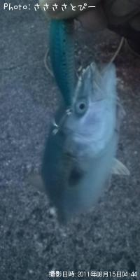 �參��