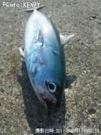 ���������ĥ�