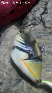 ムラサメモンガラ