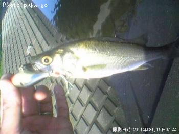 �����Х�