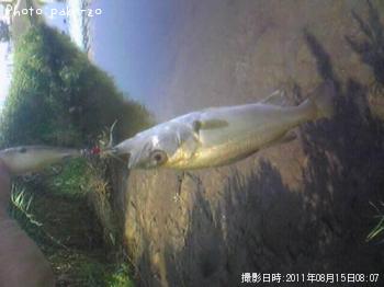 �����Х�