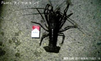伊勢海老