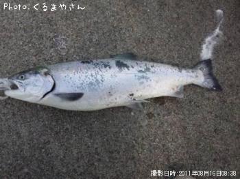 ¥µ¥¯¥é¥Þ¥¹