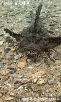 �����������ϥ����٥顢���������ޥ����յ�