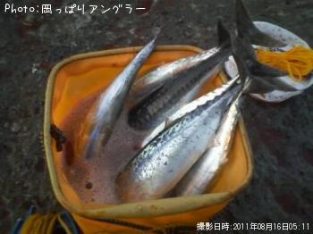 ���������ĥ�